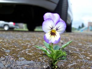 Ec91d42af022ce6370bfc2125ae85ff8.jpeg