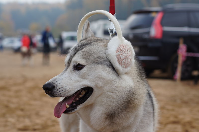 Файл:10f5e67df0d4ce9a7217d28253746837.jpeg