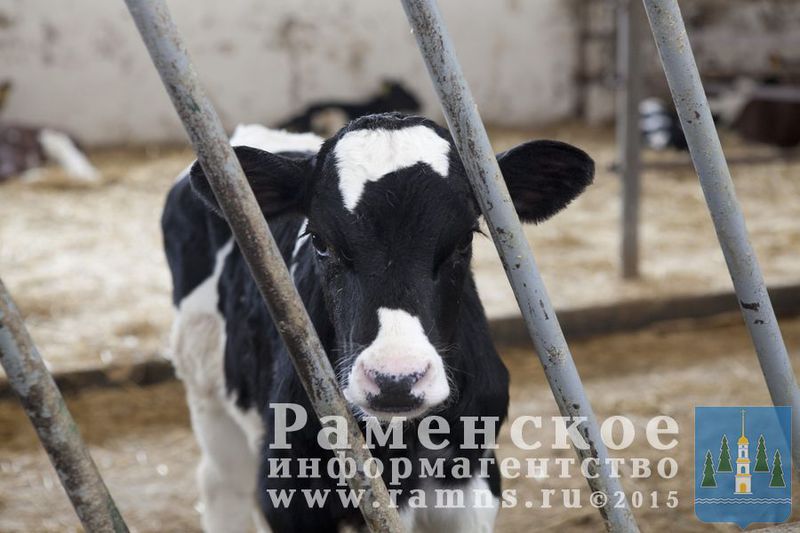 Файл:6486d6f68fe02c262cb6ca8513ff8853.jpeg