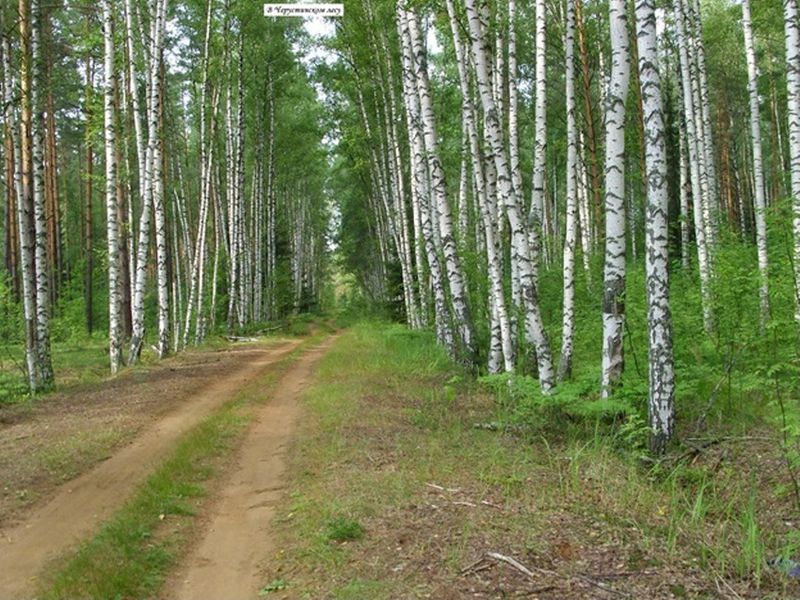 Файл:В Черустинском лесу.jpg